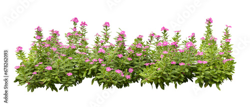Tropical plant flower bush shrub tree oblique angle isolated on white background with clipping path. #678262093