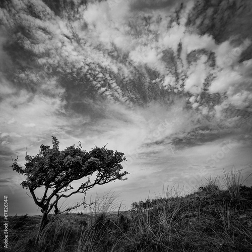 Black and white view of a tree with cloudy sky in the background