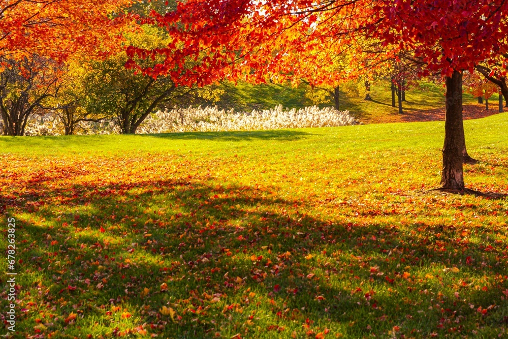 Landscape with golden foliage in autumn park