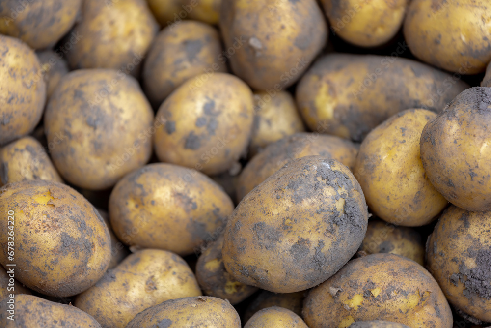 Selective focus of fresh raw organic potatoes on market stall, The potato is a starchy tuber of the plant Solanum tuberosum and is a root vegetable native to the Americas, Nature pattern background. Selective focus of fresh raw organic potatoes on market stall, The potato is a starchy tuber of the plant Solanum tuberosum and is a root vegetable native to the Americas, Nature pattern background.