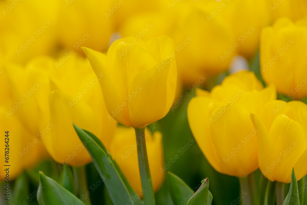 Selective focus of yellow flower in garden wit green leaves, Tulips from a genus of spring-blooming perennial herbaceous bulbiferous geophytes, Tulip festival in Netherlands, Nature floral background. Selective focus of yellow flower in garden wit green leaves, Tulips from a genus of spring-blooming perennial herbaceous bulbiferous geophytes, Tulip festival in Netherlands, Nature floral background.