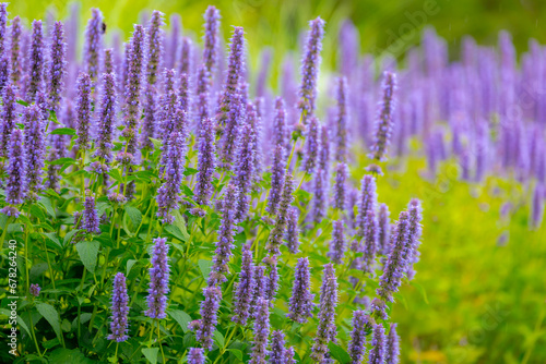 Selective focus of purple blue flower Korean mint in the garden, Blue Fortune or Agastache rugosa also known as wrinkled giant hyssop is an aromatic herb in the mint family, Nature floral background. photo