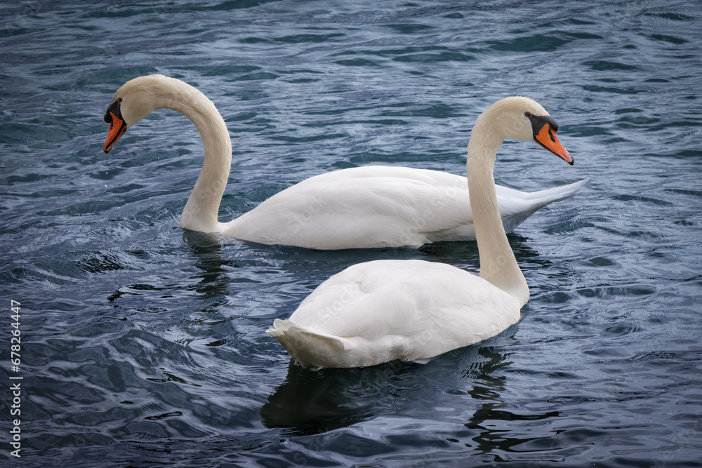 Fototapeta premium Swan Pair (2023)