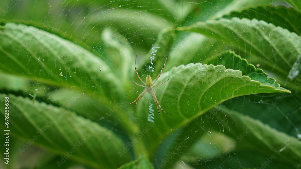 Obraz premium green spider on a spider web