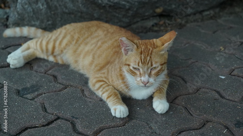 Photography Lying Tired yellow striped wild cat