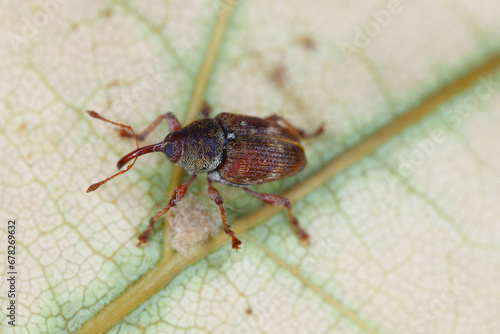 Curculio rubidus, Weevil from family Curculionide. photo