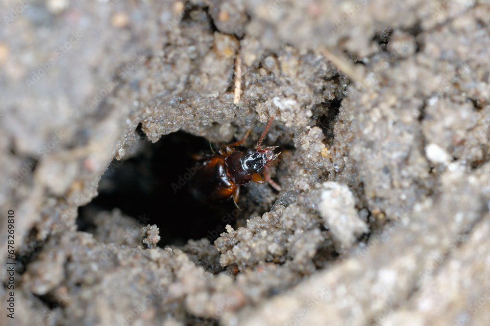 Ground beetle (Carabidae) in a hole in the ground in a crop field. Beneficial insects. Ground beetle (Carabidae) in a hole in the ground in a crop field. Beneficial insects.
