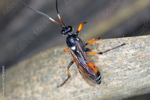 Parasitic Ichneumon wasp found in a crop field. Beneficial insects. photo