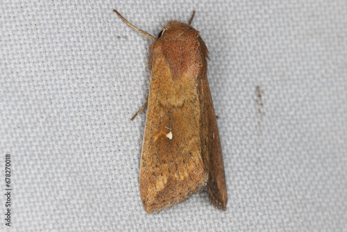 Mythimna albipuncta, the white-point, is a moth of the family Noctuidae. Insect on the curtain. photo