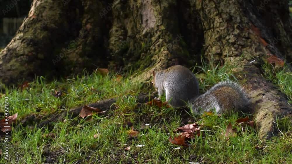 Two cute squirrels are running away from each other around a large tree. Little squirrels play in the autumn forest. Squirrels fight for food. A squirrel is looking for seeds in the autumn grass Two cute squirrels are running away from each other around a large tree. Little squirrels play in the autumn forest. Squirrels fight for food. A squirrel is looking for seeds in the autumn grass