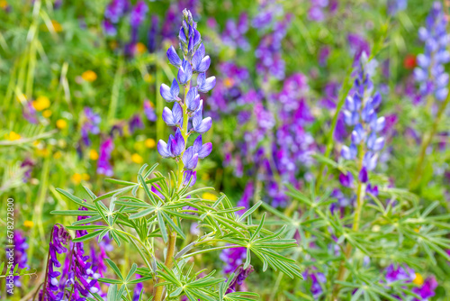 Close up of a blue annual wild lupin lupinus angustifolius growing in a field spreading by seed capsule