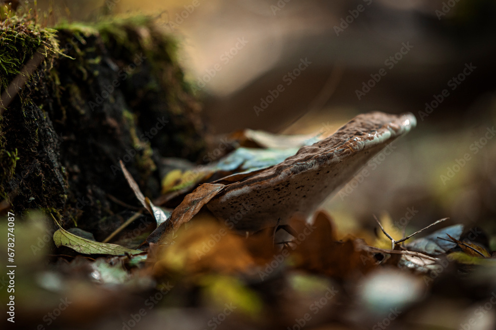 Obraz premium mushroom on a tree