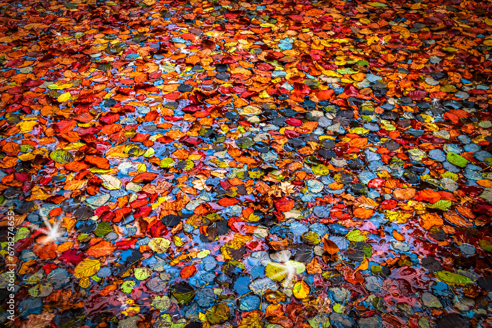 Obraz premium Colorful Autumn Leaves Concept