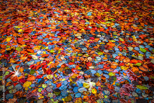 Colorful Autumn Leaves Concept