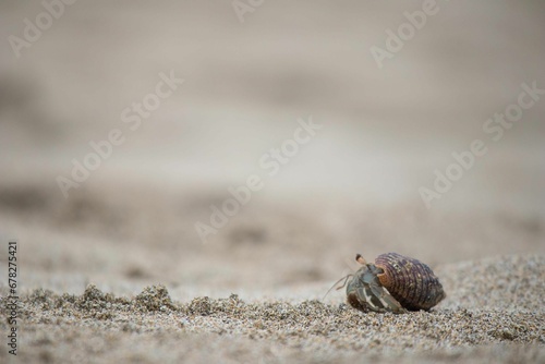 Macro shot of the Hermit crab on the sand