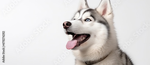 In a white isolated background a young Husky stands with a cute eager expression on its face capturing the attention of people with its adorable portrait The camera captures the old pet high