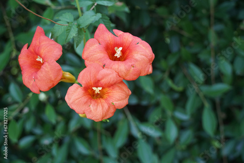 Orange -Red flower