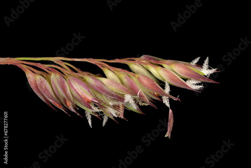 Reed Canary Grass (Phalaris arundinacea). Inflorescence Detail Closeup photo