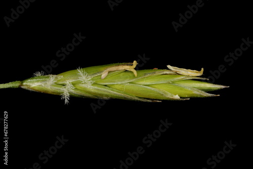 Meadow Fescue (Lolium pratense). Spikelet Closeup photo