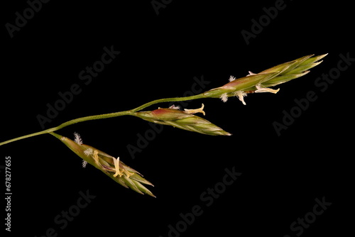Meadow Fescue (Lolium pratense). Inflorescence Detail Closeup photo