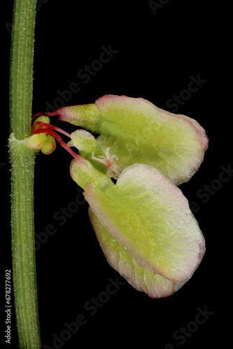 Sorrel (Rumex acetosa). Infructescence Detail Closeup photo