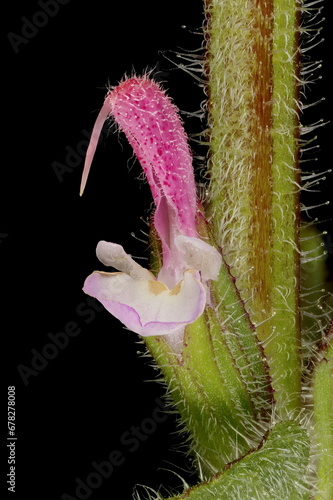 Annual Clary (Salvia viridis). Flower Closeup photo