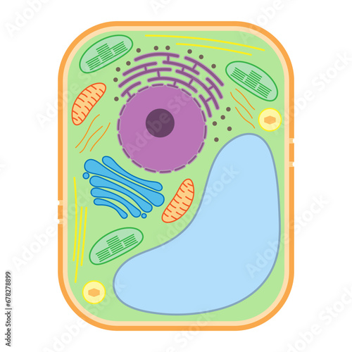 Structure of a plant cell. Plant cell organelles.
