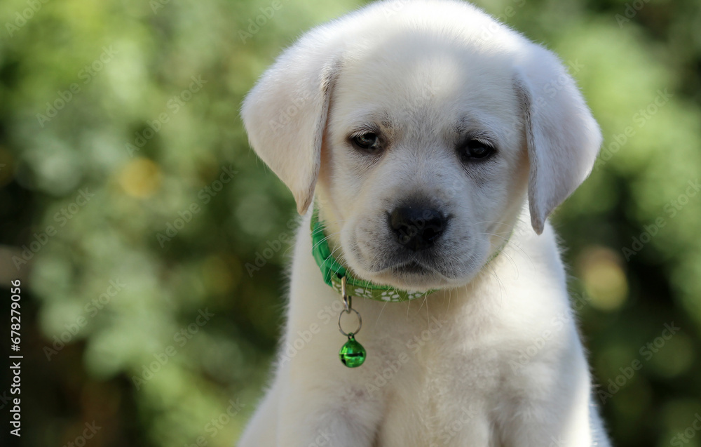 yellow labrador retriever in summer close up yellow labrador retriever in summer close up
