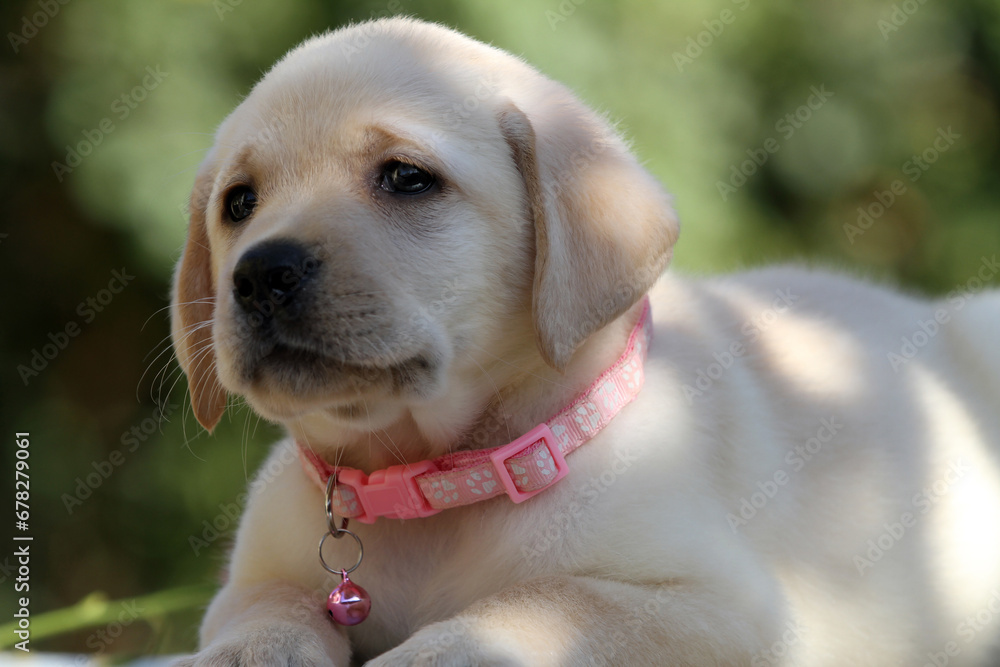 yellow labrador retriever in summer close up yellow labrador retriever in summer close up