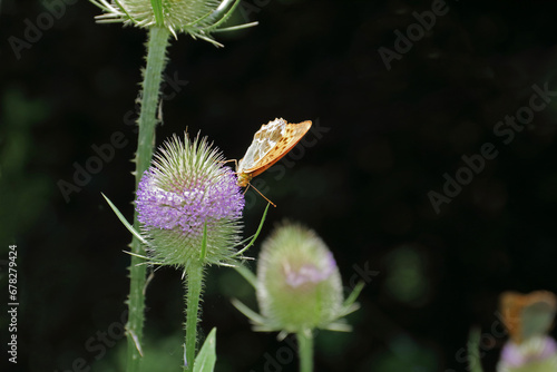 Kaisermantel on a teasel flower photo