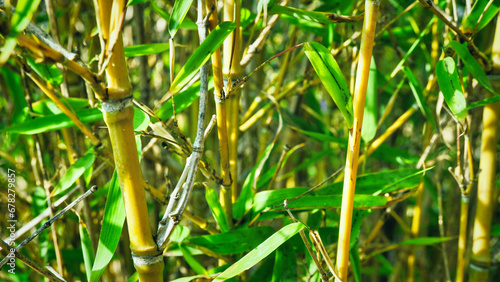 A closeup of thick green bamboo stalks growing in the forest