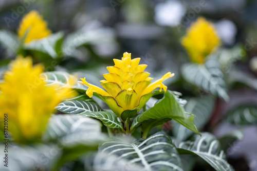 Aphelandra squarrosa flower. Close up on the flower of this plant (sometimes called zebra plant). It's native to Brazil but it is a popular house plant worldwide. It produces yellow flowers.
