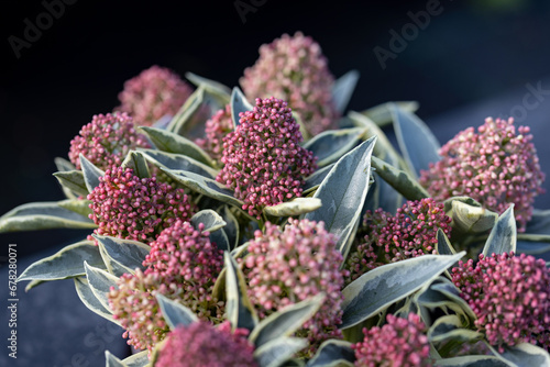 Skimmia japonica “Magic Marlot”. Close up on the inflorescence of this plant. photo