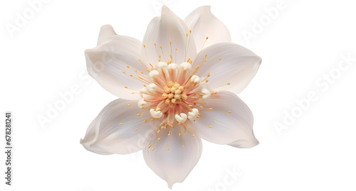 Flower png picture