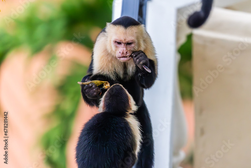 Photography Capuchin Monkey at Parador Resort and Spa Manuel Antonio Costa Rica