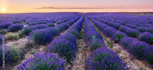 Lavender field in blossom. Rows of lavender bushes stretching to the skyline. Stunning sky at the background.Brihuega, Spain.