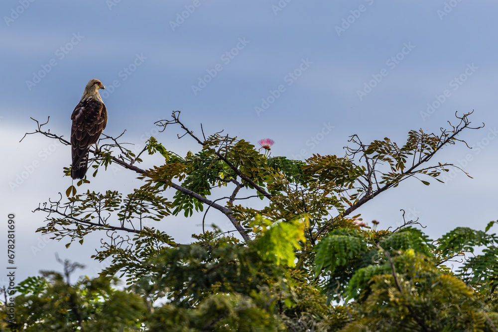 Falcon at Parador Resort and Spa Manuel Antonio Costa Rica