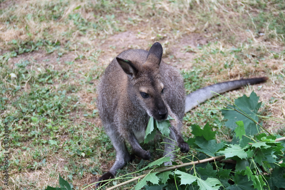 Naklejka premium Kangaroo eating fresh maple leaves