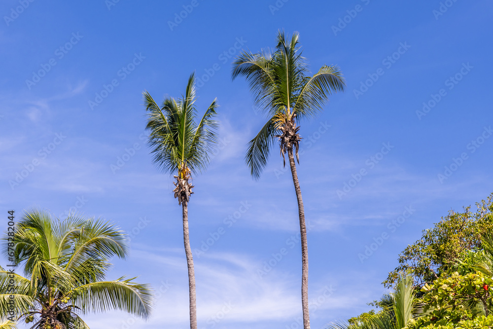 Palm Trees on the Beach Manuel Antonio Costa Rica Palm Trees on the Beach Manuel Antonio Costa Rica