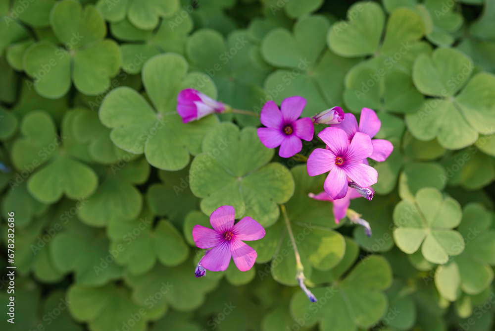 Pink Erodium ciconium flower, also known as Heron's bill, Storksbills or Filarees, on green leaves background Pink Erodium ciconium flower, also known as Heron's bill, Storksbills or Filarees, on green leaves background