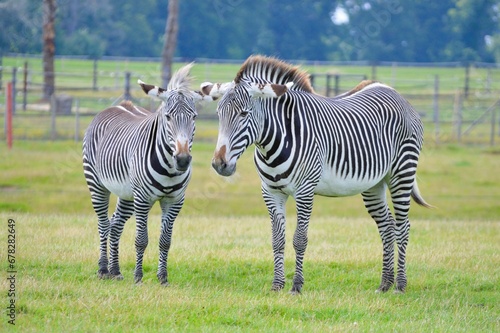 Beautiful view of zebras at the zoo