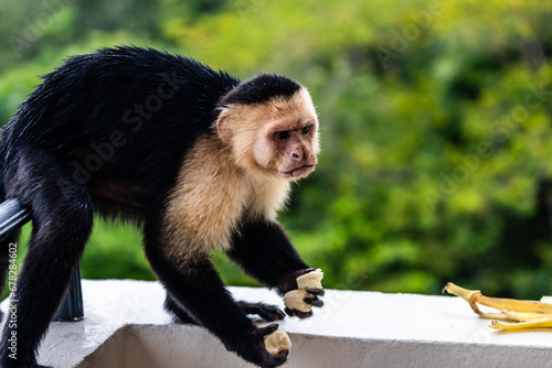 Photography Capuchin Monkey at Parador Resort and Spa Manuel Antonio Costa Rica