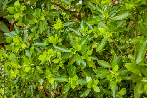 Wallpaper Mural Closeup of a green fresh bush under the sun Torontodigital.ca