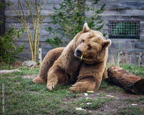 Closeup shot of a bear in the zoo