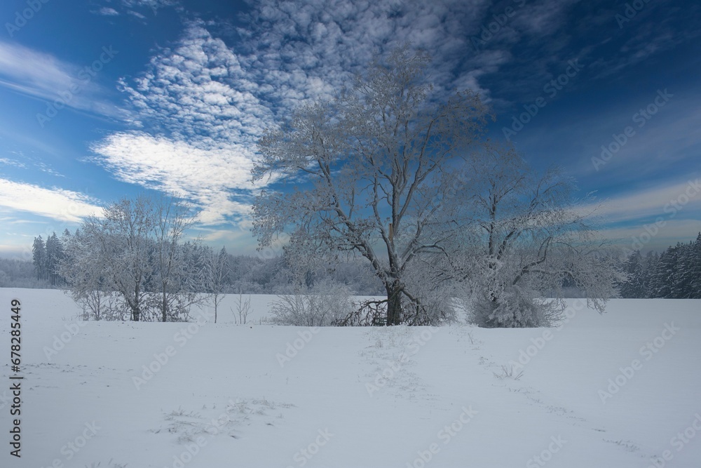 a snowy landscape with trees covered in ice, against a blue sky a snowy landscape with trees covered in ice, against a blue sky