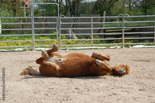 Chestnut horse lying on its back in the paddock.