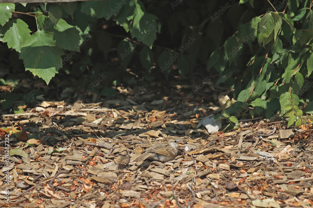 a sparrow looking for food a sparrow looking for food