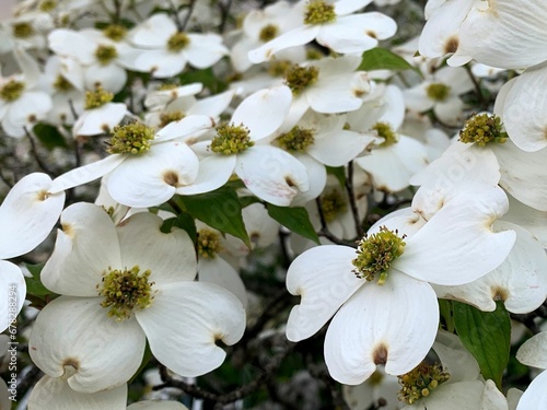 Closeup of beautiful flowering dogwoods