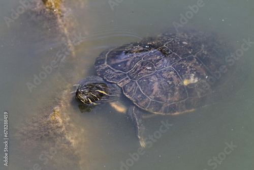 Eared turtle in the water