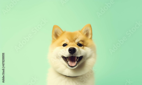 Shiba Closeup portrait of funny, cute, happy white dog, looking at the camera with mouth open isolated on colored background. Copy space.